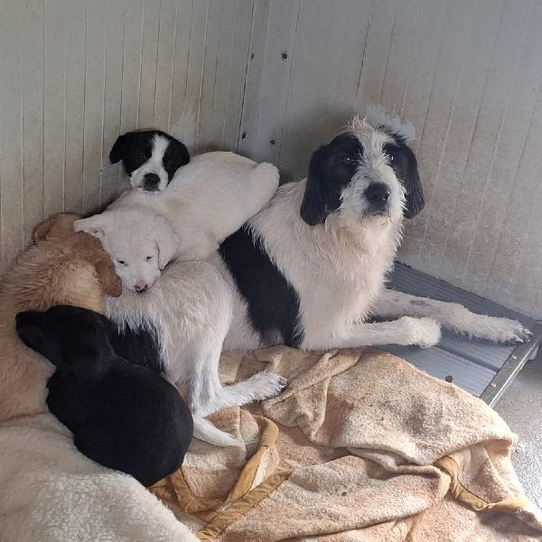 Adel, Amy, Alex E Annie Cercano Casa